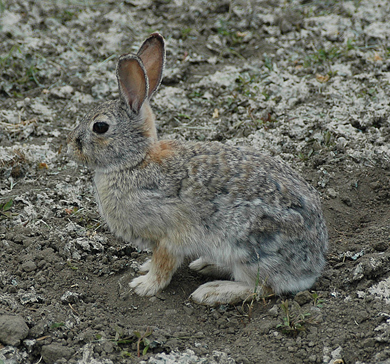 Mountain Cottontail (Nuttalls Cottontail)