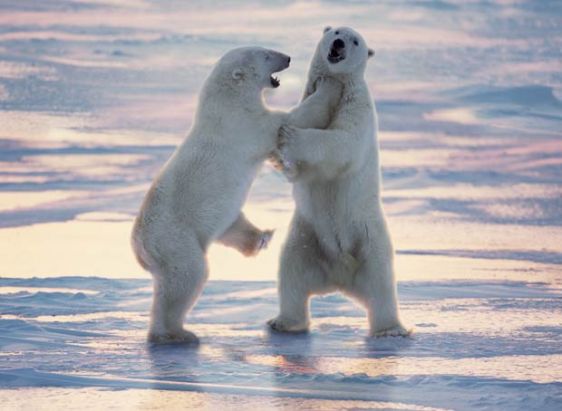 Ursos polares lutam em Cape Churchill, em Manitoba, no Canadá. (Foto: J&B Photographers/Barcroft Media/Getty Images)