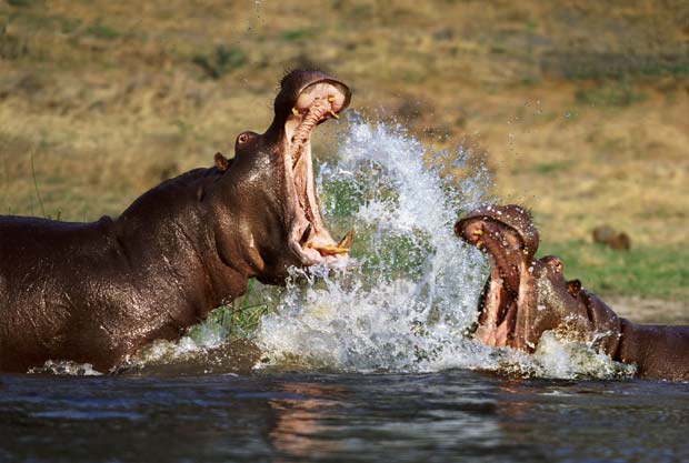 Hipopótamos durante briga em rio em Botsuana. (Foto: Steve Bloom/Barcroft Media/Getty Images)