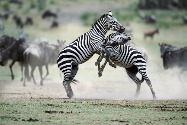 Zebras são flagradas em combate na reserva de Masai Mara, no Quênia. (Foto: Steve Bloom/Barcroft Media/Getty Images)