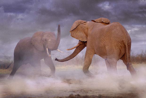 Dois elefantes são fotografados lutando em Botsuana. (Foto: Steve Bloom/Barcroft Media/Getty Images)