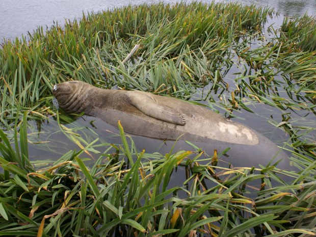 É o terceiro animal da espécia registrado no litoral do Paraná (Foto: Foto: Divulgação/UFPR)