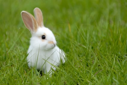 Mamã, papá, quero um coelho anão!